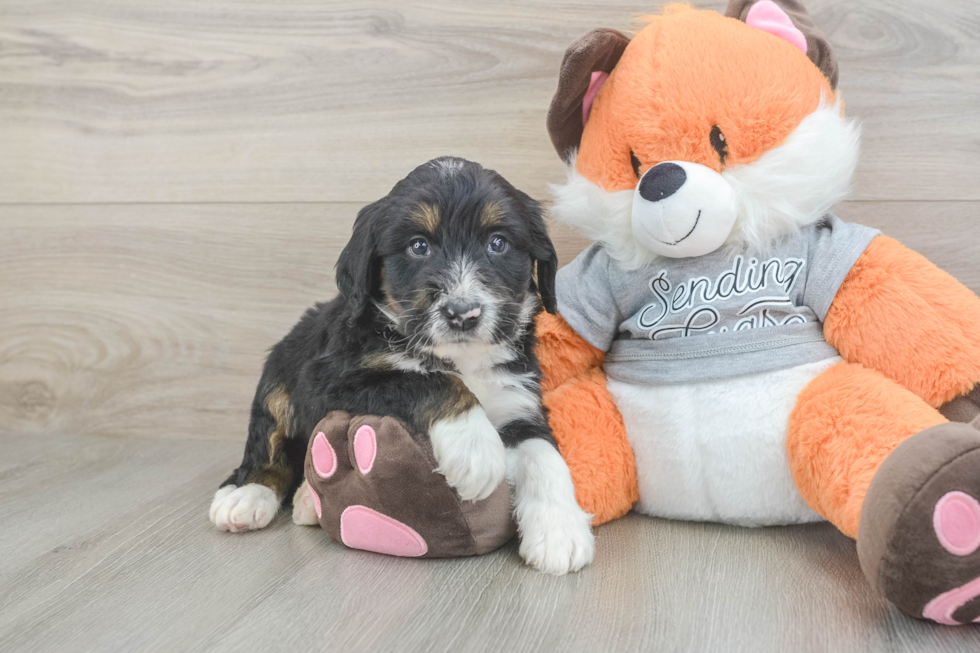 Energetic Mini Bernepoo Poodle Mix Puppy