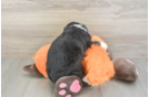 Happy Mini Bernedoodle Baby