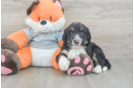 Sweet Mini Bernedoodle Baby