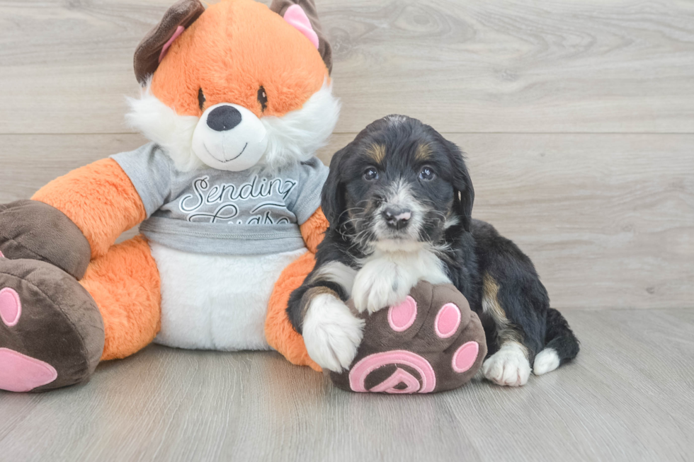 Sweet Mini Bernedoodle Baby