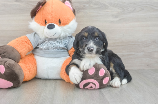 Sweet Mini Bernedoodle Baby