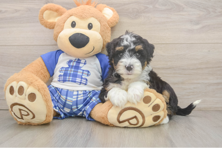 Best Mini Bernedoodle Baby