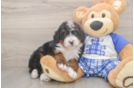 Adorable Mini Bernepoo Poodle Mix Puppy