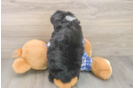 Little Mini Berniedoodle Poodle Mix Puppy