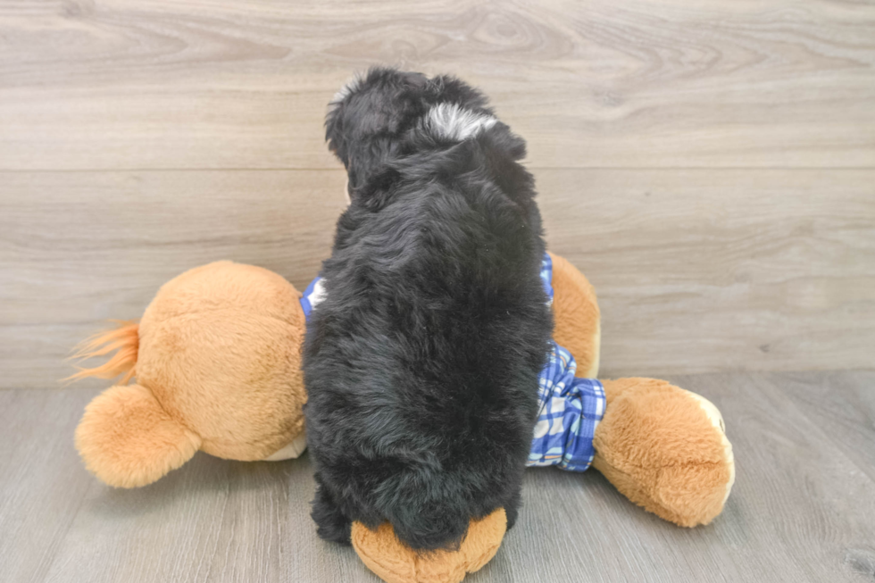 Little Mini Berniedoodle Poodle Mix Puppy