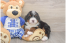 Best Mini Bernedoodle Baby