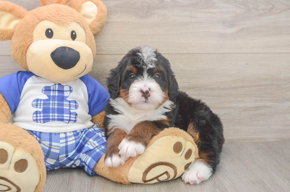 5 week old Mini Bernedoodle Puppy For Sale - Windy City Pups
