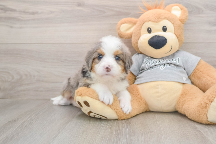 Best Mini Bernedoodle Baby