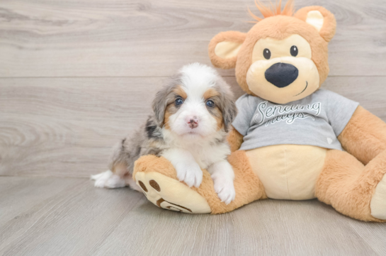 Best Mini Bernedoodle Baby