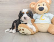 7 week old Mini Bernedoodle Puppy For Sale - Windy City Pups