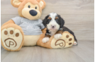 Best Mini Bernedoodle Baby