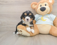 5 week old Mini Bernedoodle Puppy For Sale - Windy City Pups
