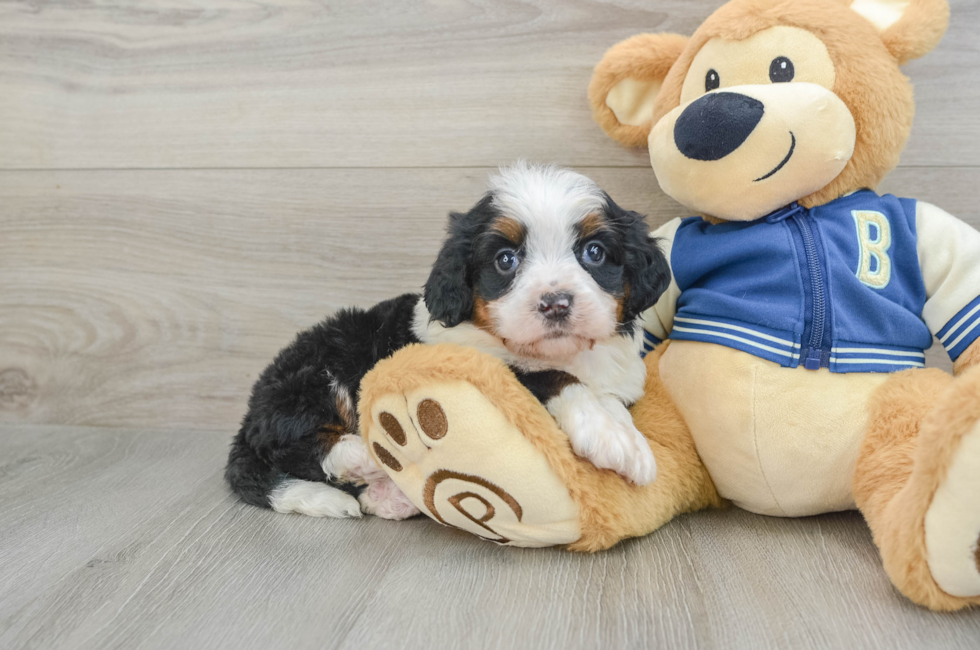 6 week old Mini Bernedoodle Puppy For Sale - Windy City Pups