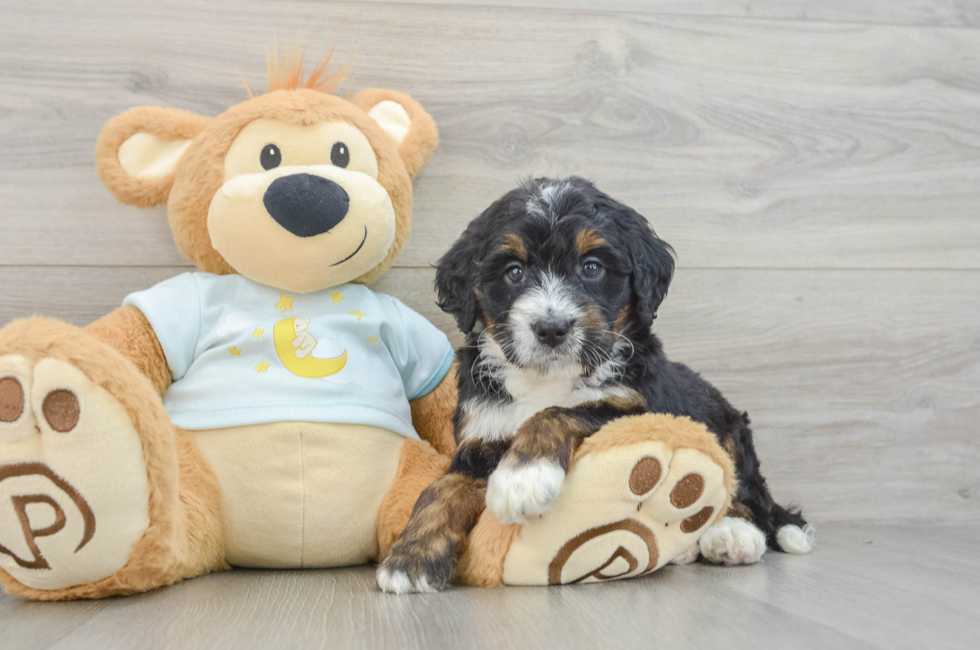 7 week old Mini Bernedoodle Puppy For Sale - Windy City Pups