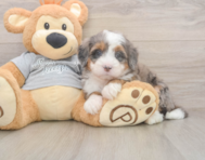 5 week old Mini Bernedoodle Puppy For Sale - Windy City Pups