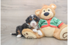 Sweet Mini Bernedoodle Baby