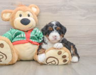 6 week old Mini Bernedoodle Puppy For Sale - Windy City Pups