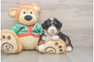 Playful Mini Bernepoo Poodle Mix Puppy