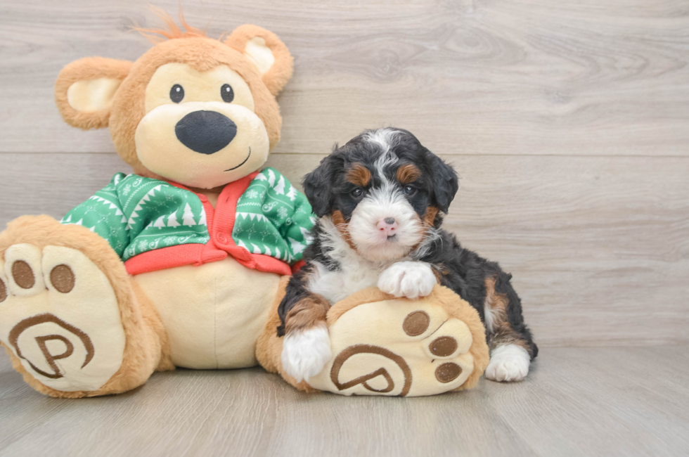 5 week old Mini Bernedoodle Puppy For Sale - Windy City Pups