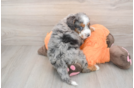 Happy Mini Bernedoodle Baby