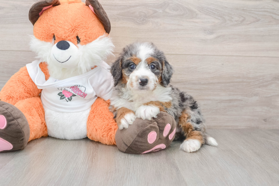 Fluffy Mini Bernedoodle Poodle Mix Pup