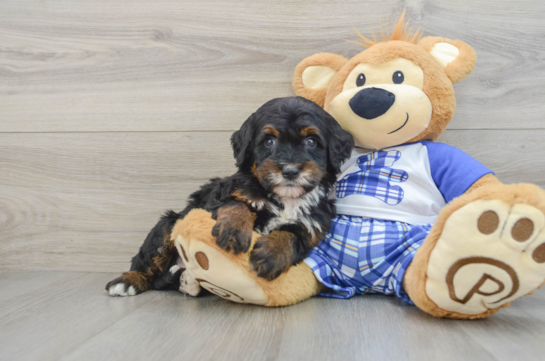 Mini Bernedoodle Pup Being Cute