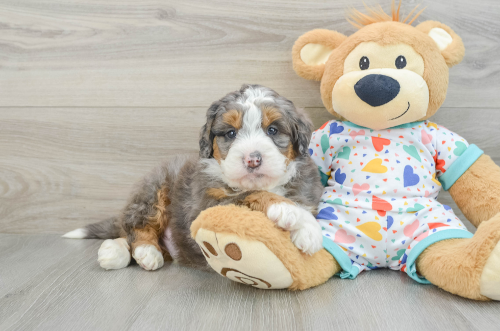 7 week old Mini Bernedoodle Puppy For Sale - Windy City Pups