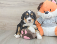 8 week old Mini Bernedoodle Puppy For Sale - Windy City Pups