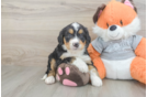 Best Mini Bernedoodle Baby