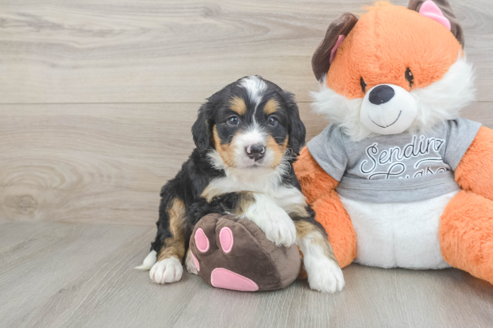 Best Mini Bernedoodle Baby