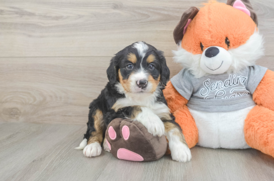 Best Mini Bernedoodle Baby