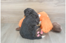 Mini Bernedoodle Puppy for Adoption