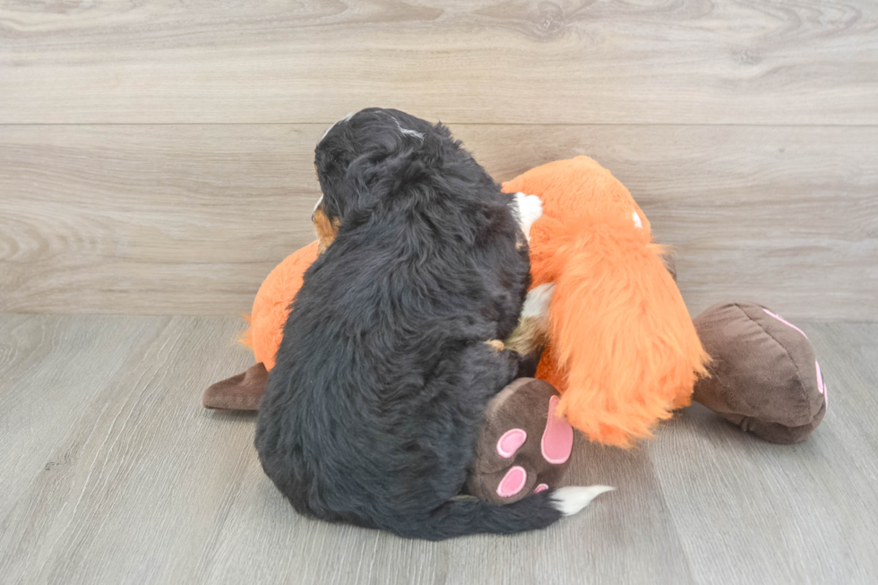 Mini Bernedoodle Puppy for Adoption