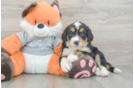 Little Mini Bernesepoo Poodle Mix Puppy