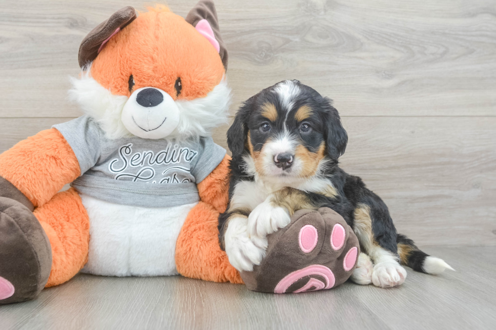 Little Mini Bernesepoo Poodle Mix Puppy