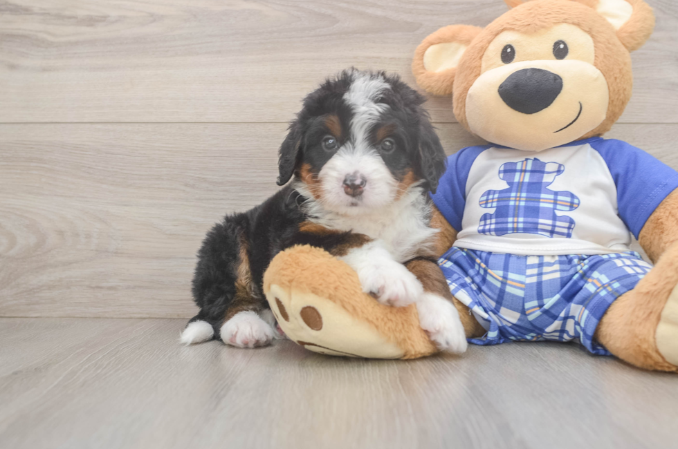 5 week old Mini Bernedoodle Puppy For Sale - Windy City Pups