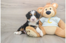 Energetic Mini Berniedoodle Poodle Mix Puppy