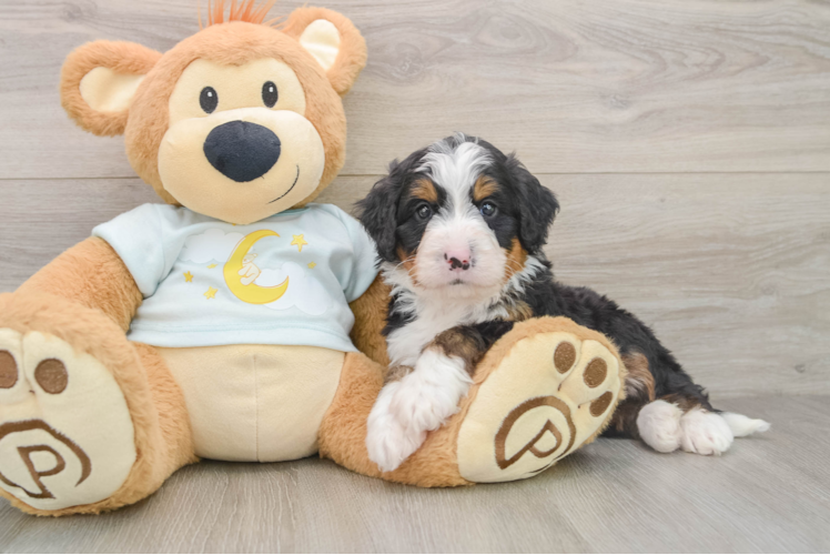 Best Mini Bernedoodle Baby