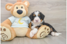 Best Mini Bernedoodle Baby