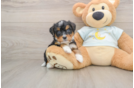 Petite Mini Bernedoodle Poodle Mix Pup