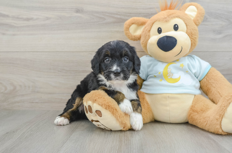 7 week old Mini Bernedoodle Puppy For Sale - Windy City Pups