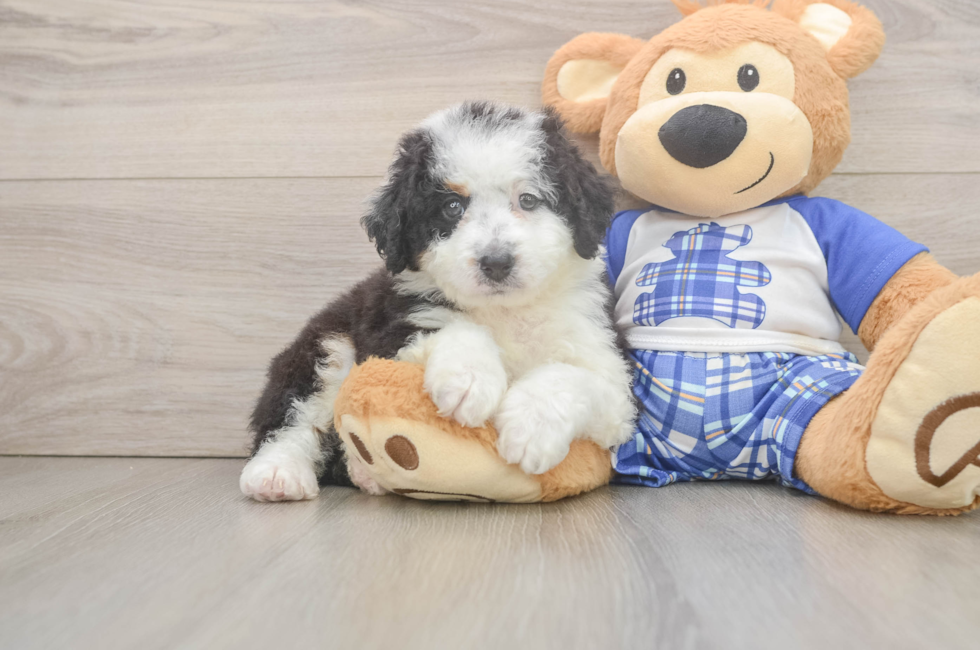 5 week old Mini Bernedoodle Puppy For Sale - Windy City Pups