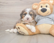 5 week old Mini Bernedoodle Puppy For Sale - Windy City Pups