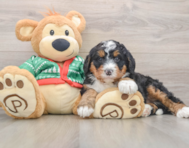 7 week old Mini Bernedoodle Puppy For Sale - Windy City Pups
