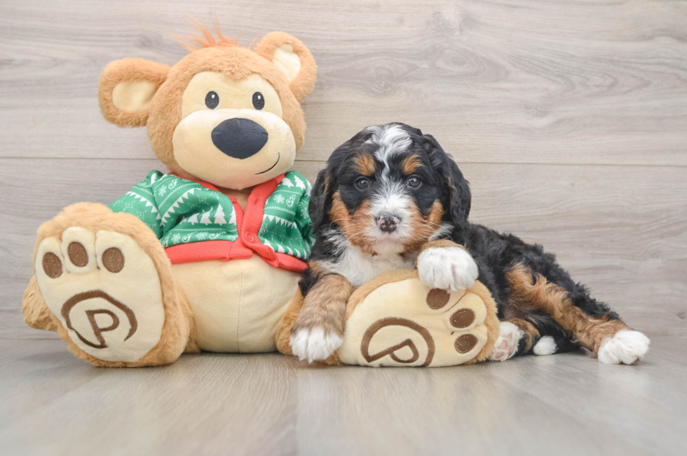 5 week old Mini Bernedoodle Puppy For Sale - Windy City Pups
