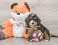 7 week old Mini Bernedoodle Puppy For Sale - Windy City Pups