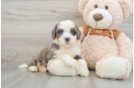 Friendly Mini Bernedoodle Baby