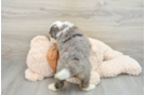 Funny Mini Bernedoodle Poodle Mix Pup