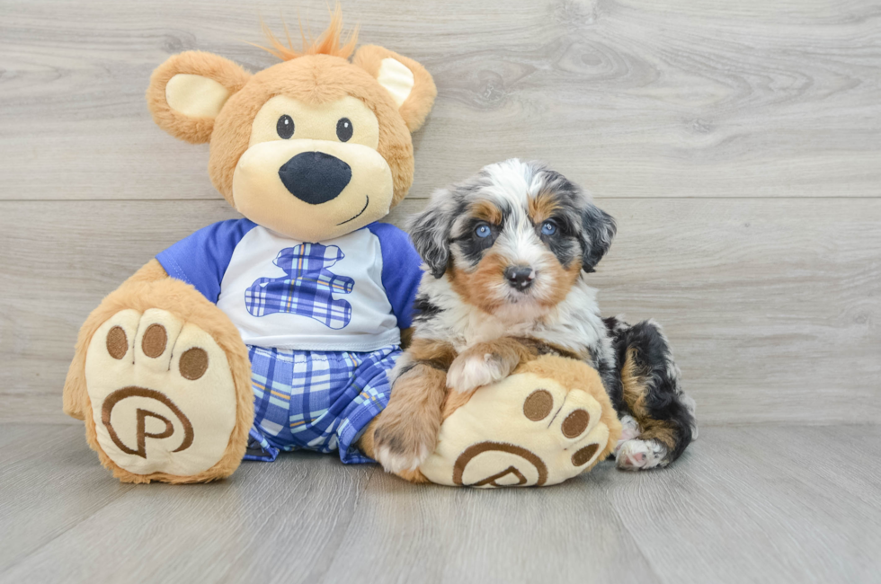 6 week old Mini Bernedoodle Puppy For Sale - Windy City Pups