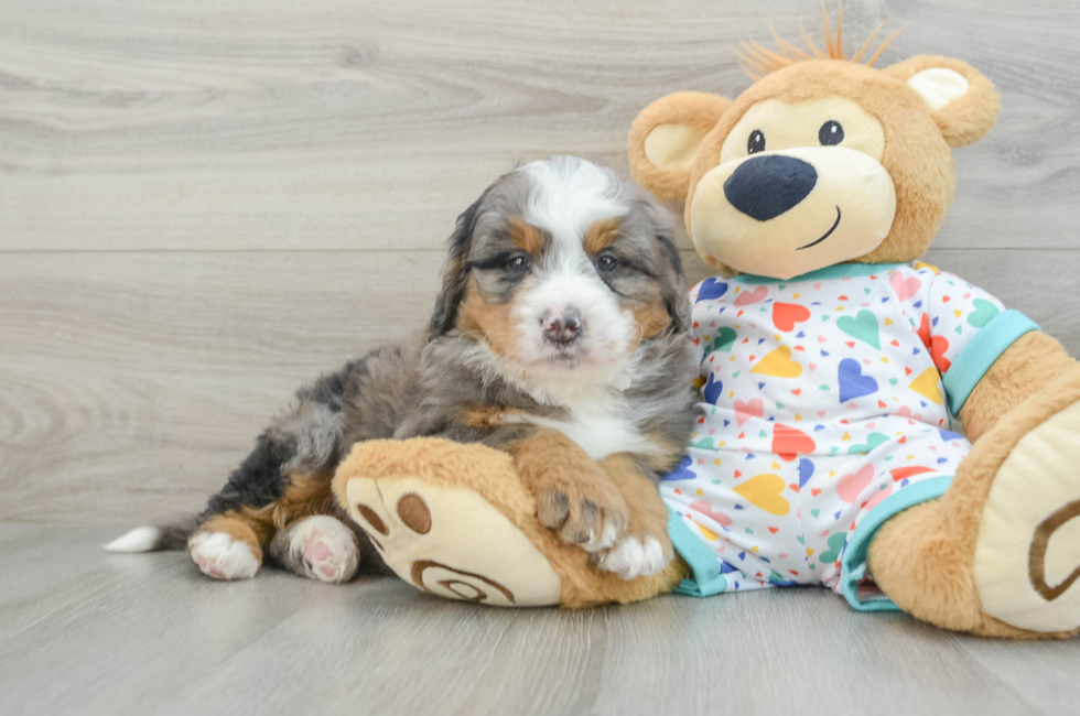 7 week old Mini Bernedoodle Puppy For Sale - Windy City Pups